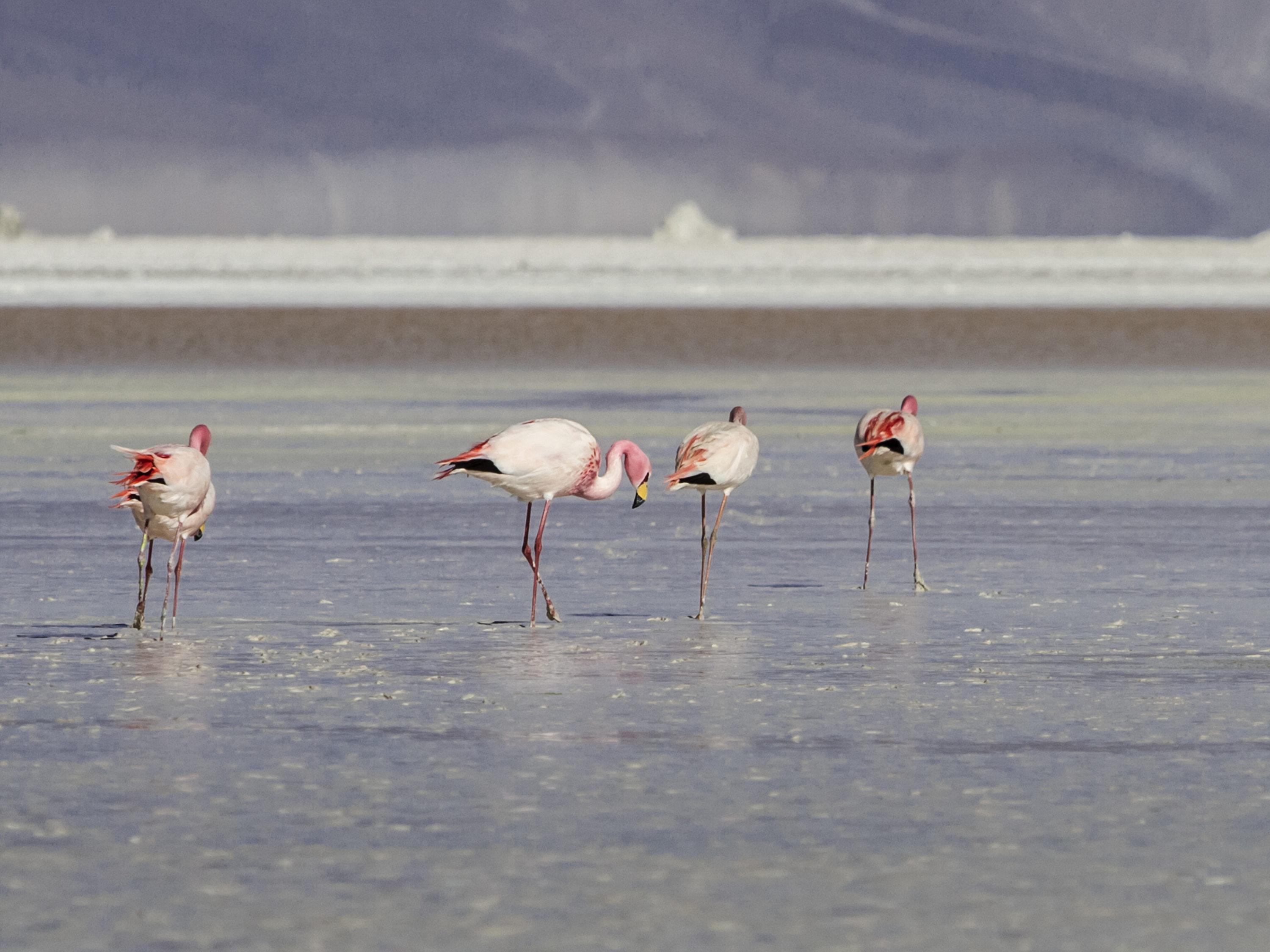 Ibis Калама Экстерьер фото